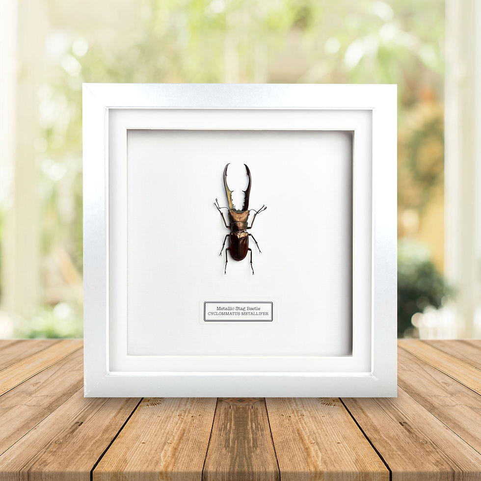 Thumbnail: Metallic Stag Beetle in a White Frame