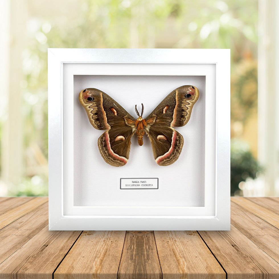 Thumbnail: Robin Moth (Hyalophora cecropia) Handmade Box Frame