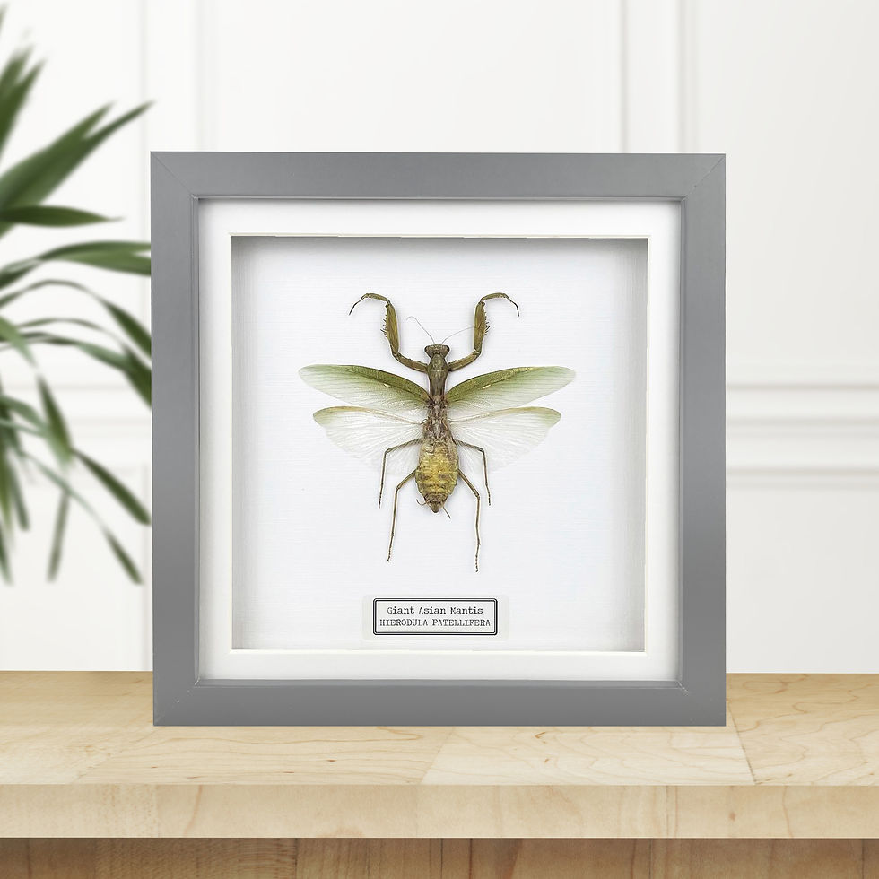 Thumbnail: Giant Asian Mantis in a Grey Frame