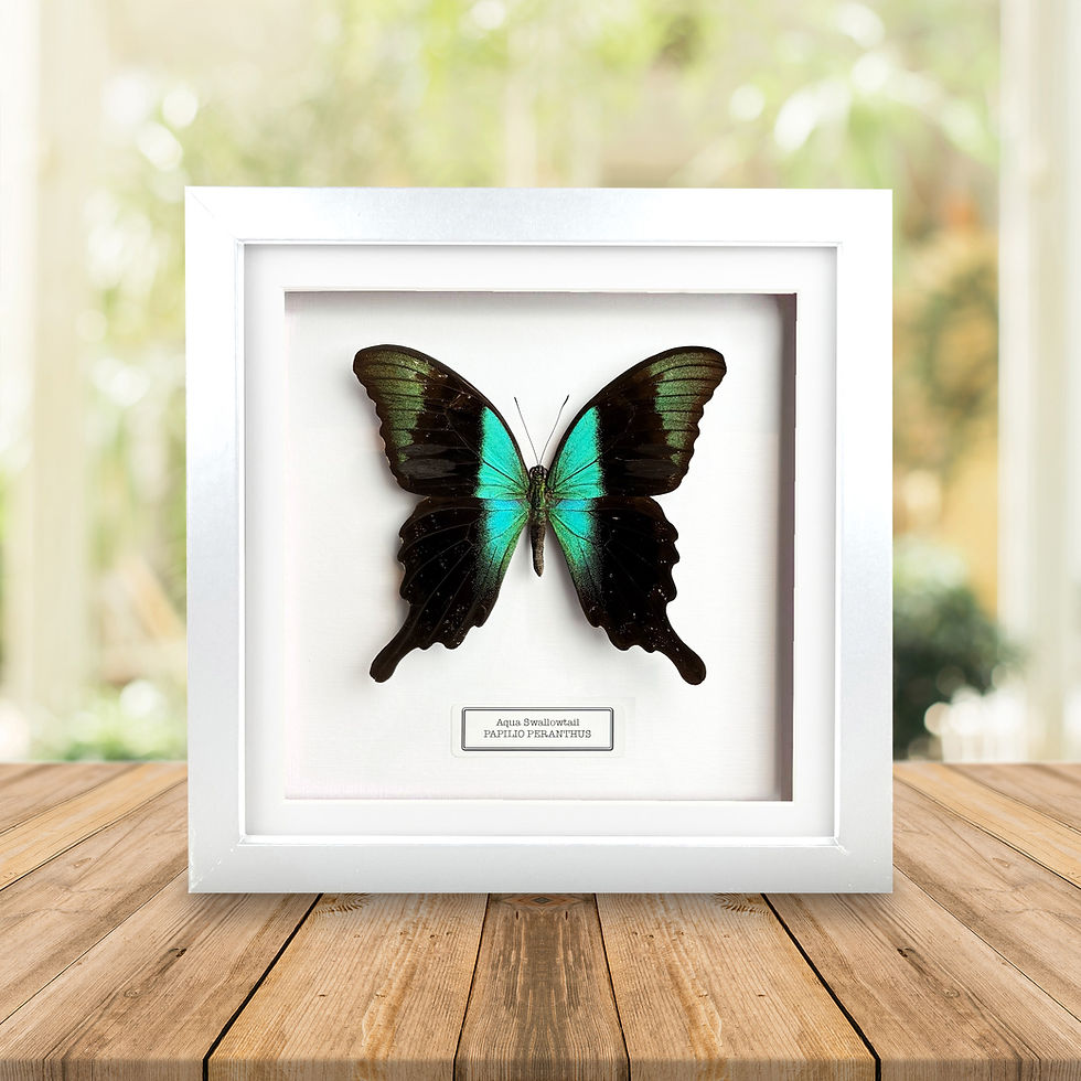 Thumbnail: Aqua Swallowtail (Papilio peranthus) Butterfly Handmade Box Frame
