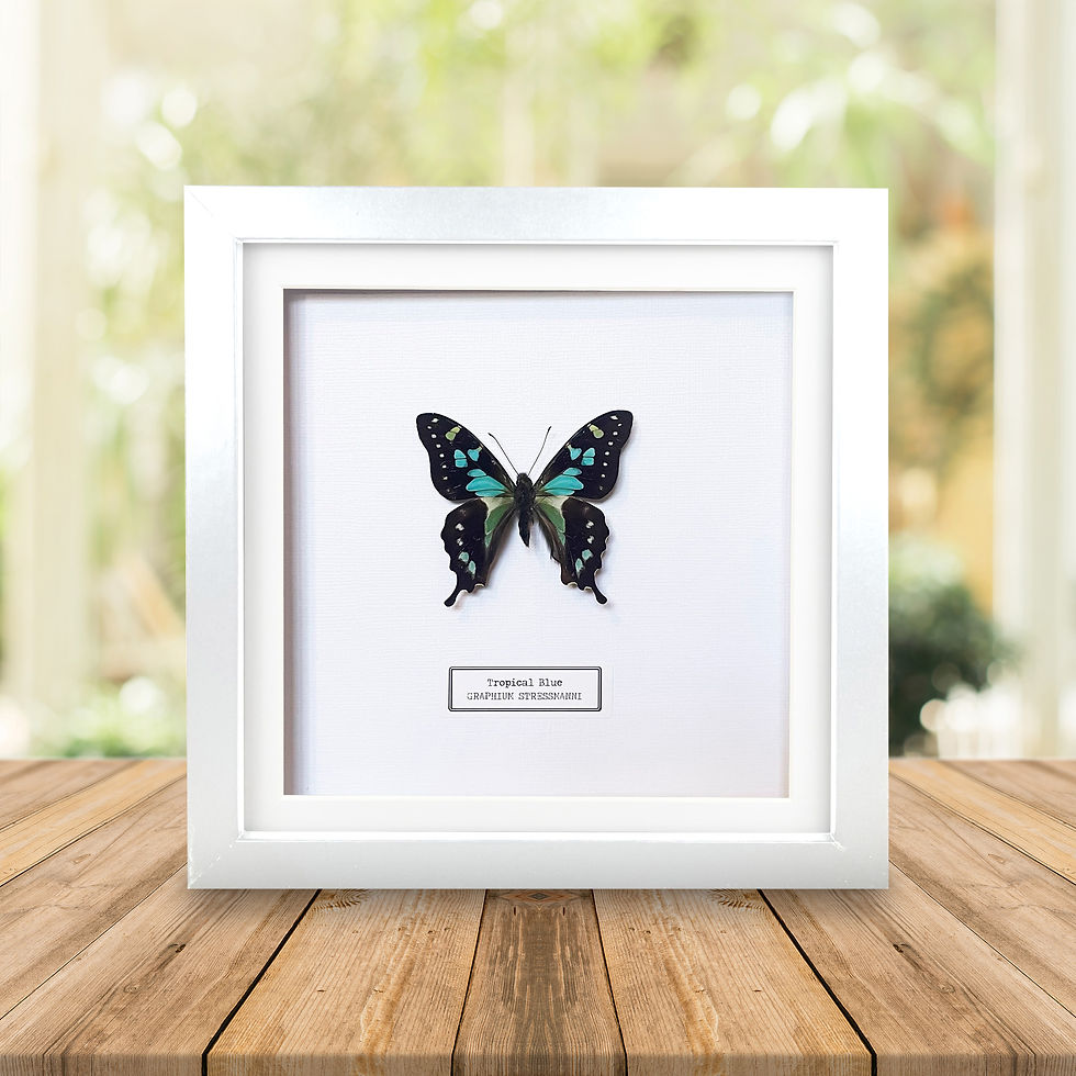 Thumbnail: Tropical Blue (Graphium stresemanni) Handmade Box Frame