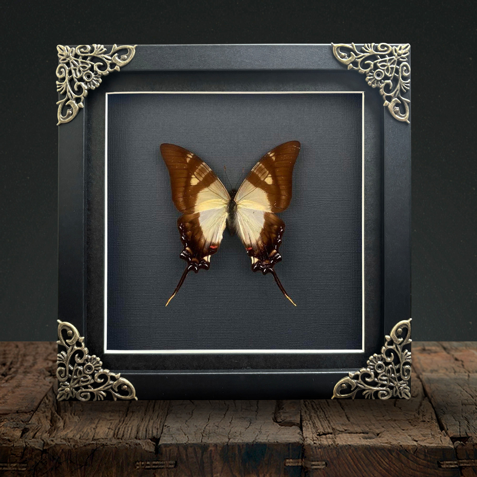 Serville Kite (Eurytides serville) Gothic Box Frame