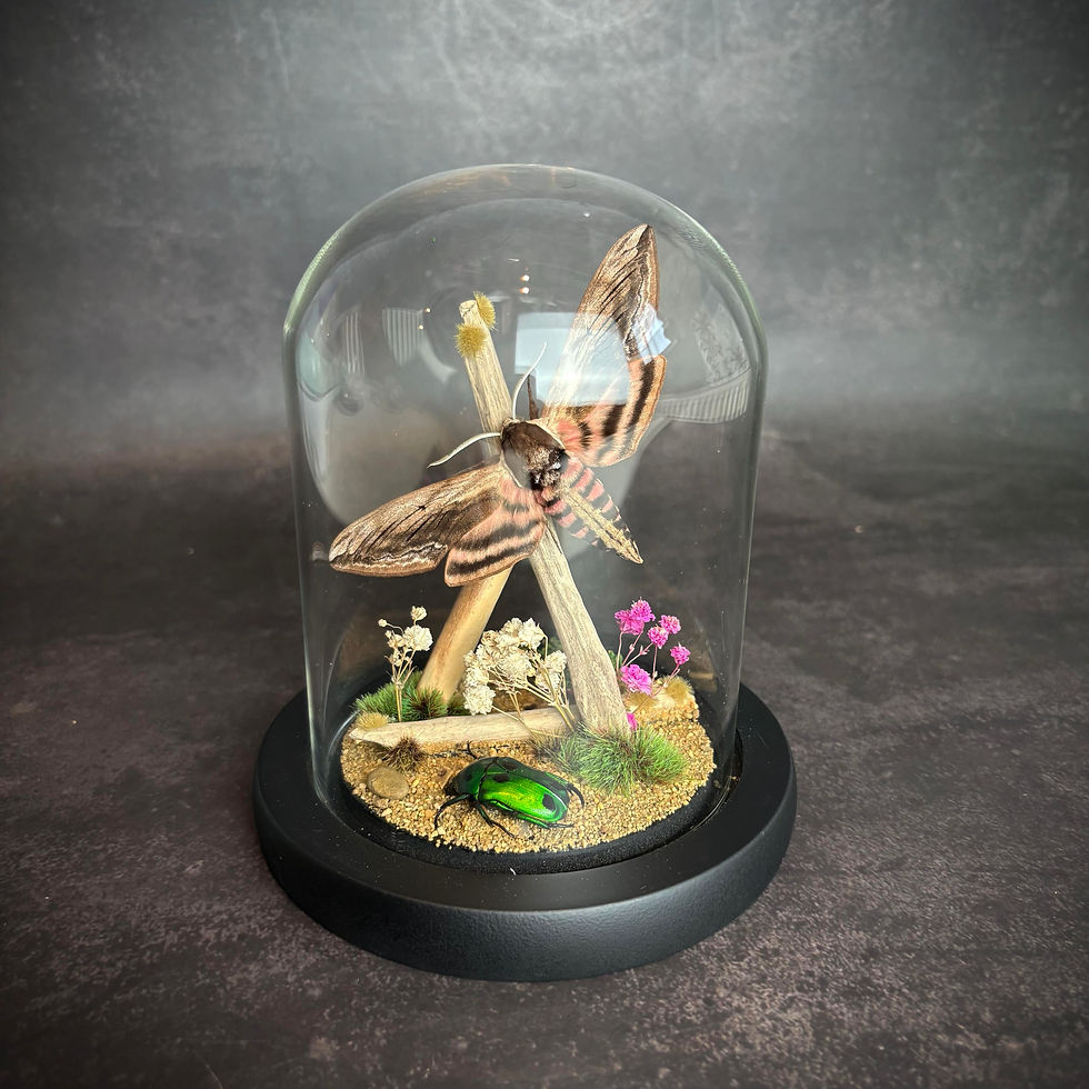 Thumbnail: Privet Hawk Moth and Scarab Beetle in a Glass Dome with Natural Decor