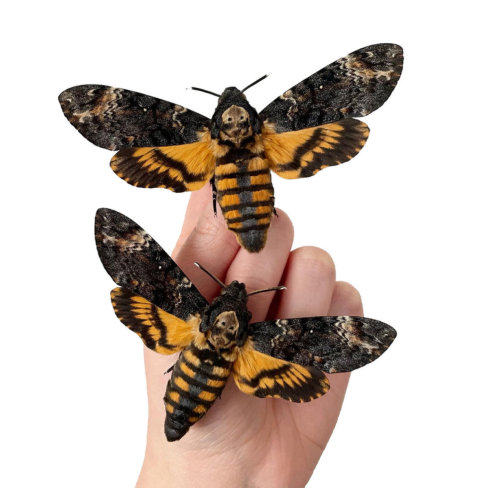 Thumbnail: Deaths Head Hawk Moth Pair