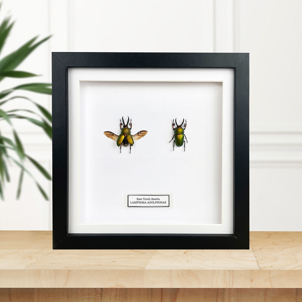 Thumbnail: Saw Tooth Stag Beetle Pair (Lamprima adolphinae) Handmade Box Frame