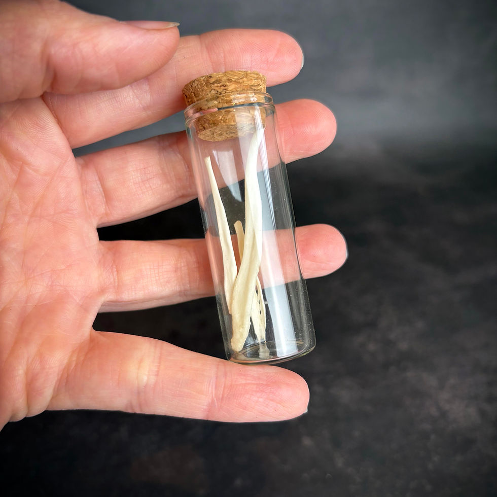 Thumbnail: Set of 3 Fox Baculum Bones in a Glass Jar
