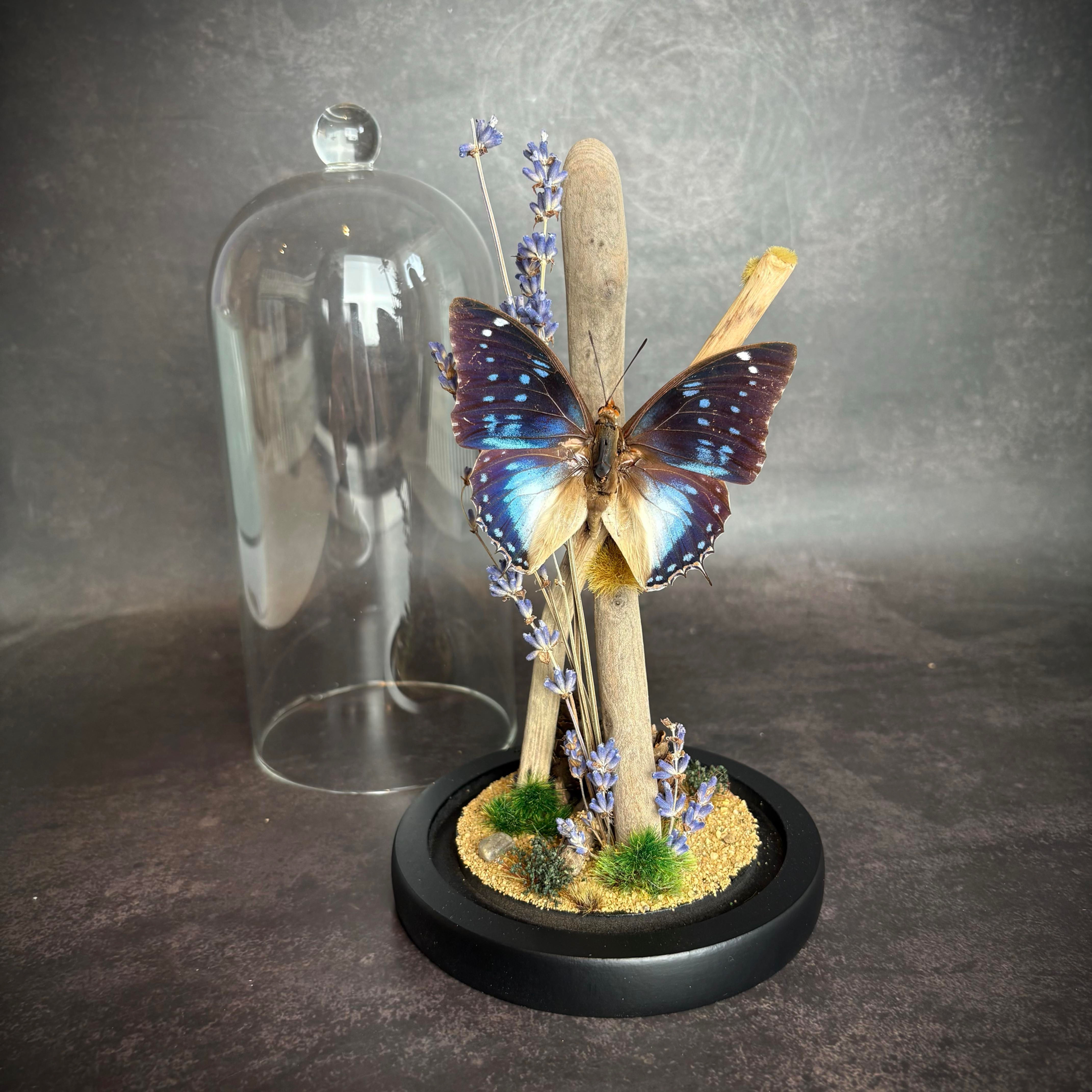Blue Spotted Emperor in a Glass dome with natural decor