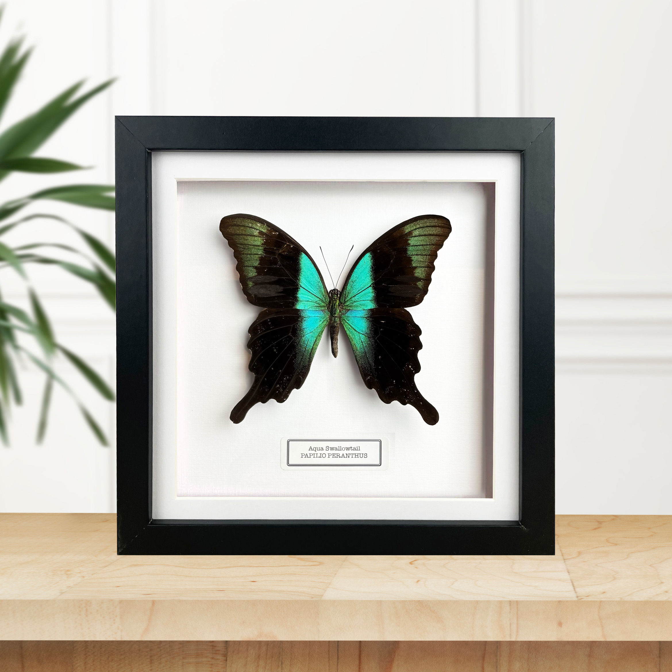Aqua Swallowtail (Papilio peranthus) Butterfly Handmade Box Frame