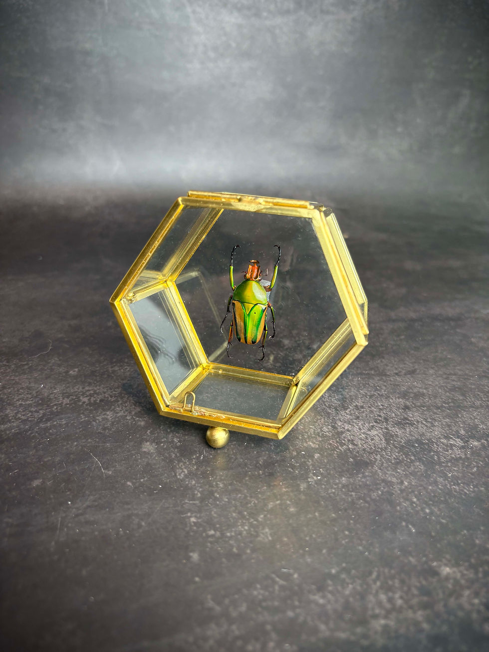 Eudicella Beetle encased in a gold hexagon display case