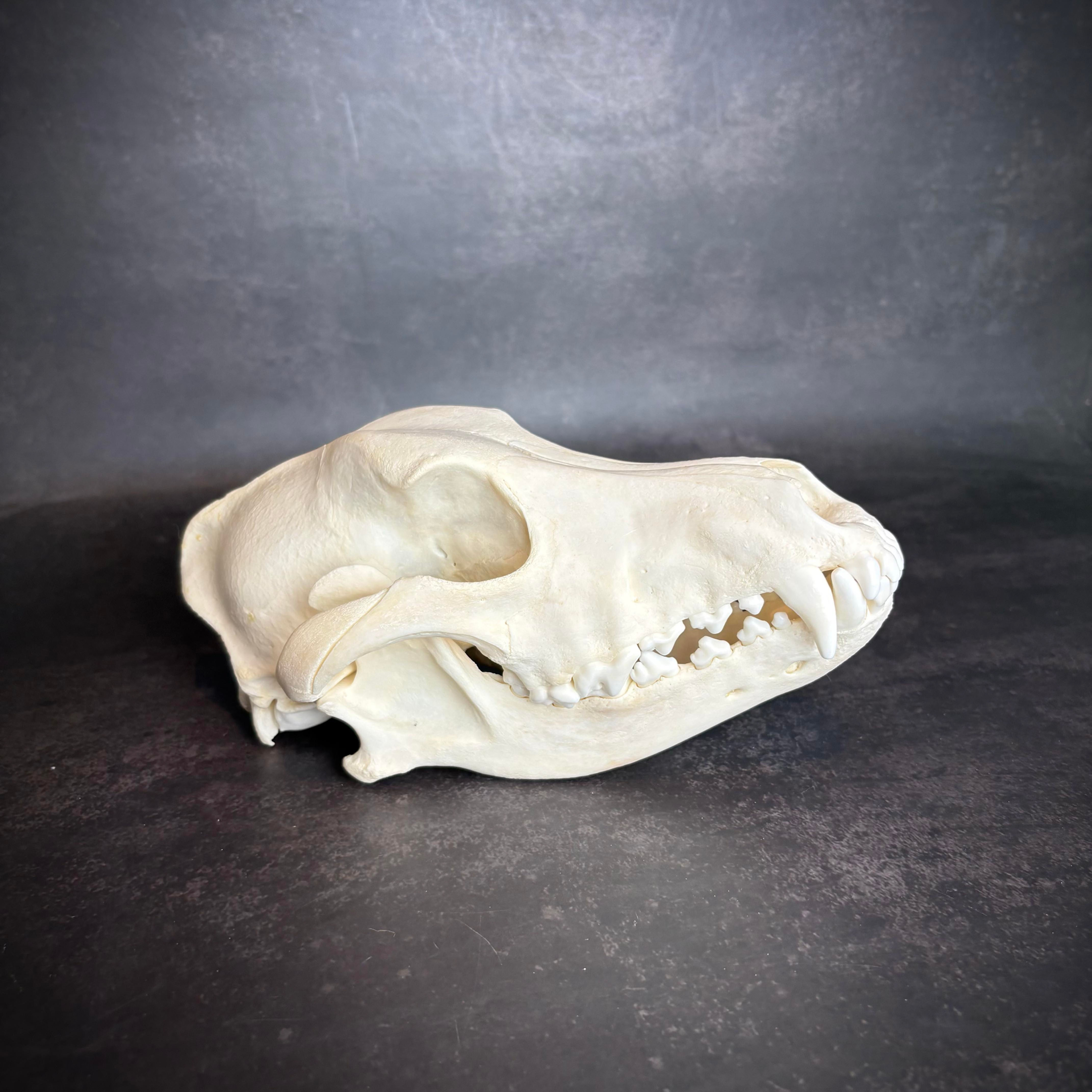 Collie Dog Skull