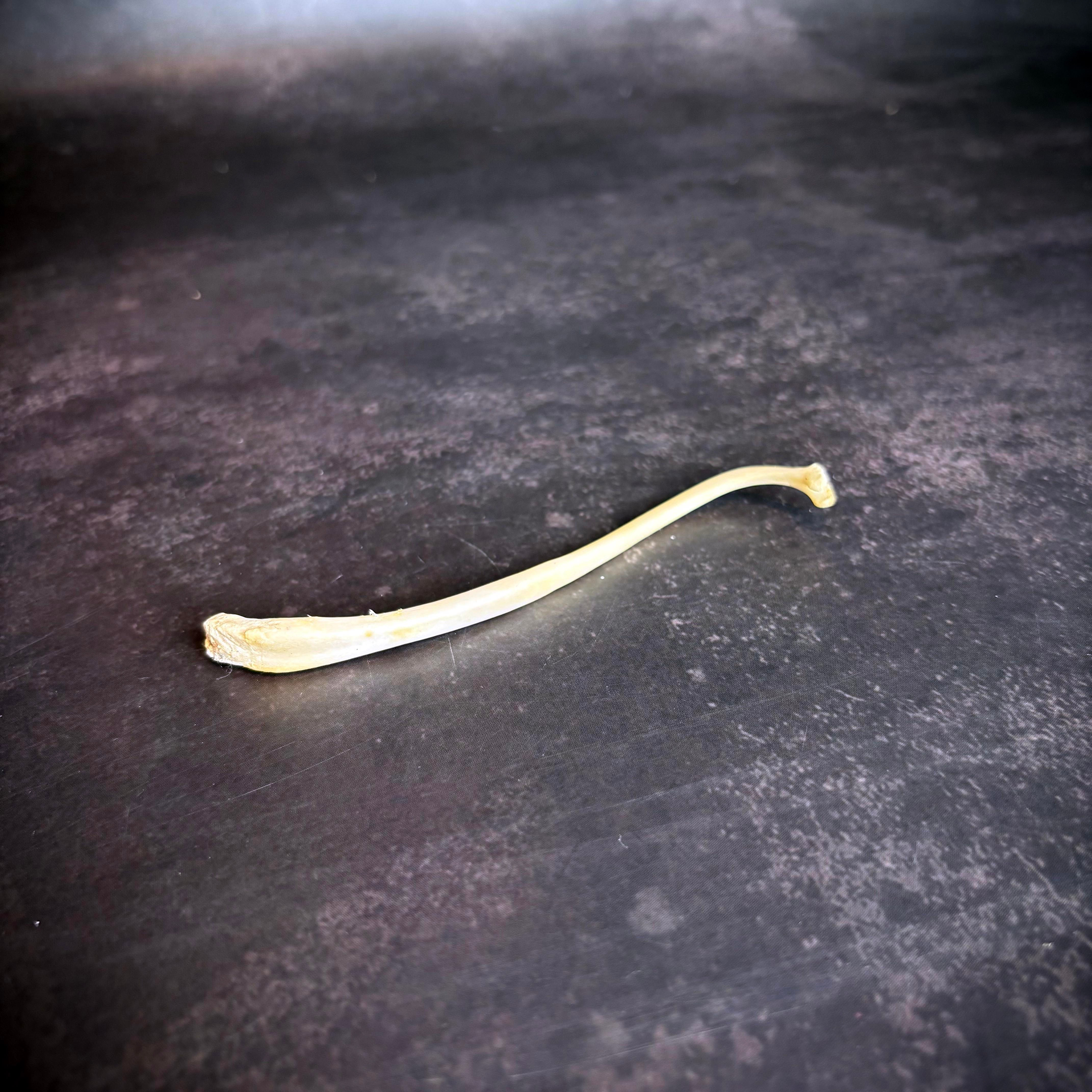 Raccoon Baculum Bone