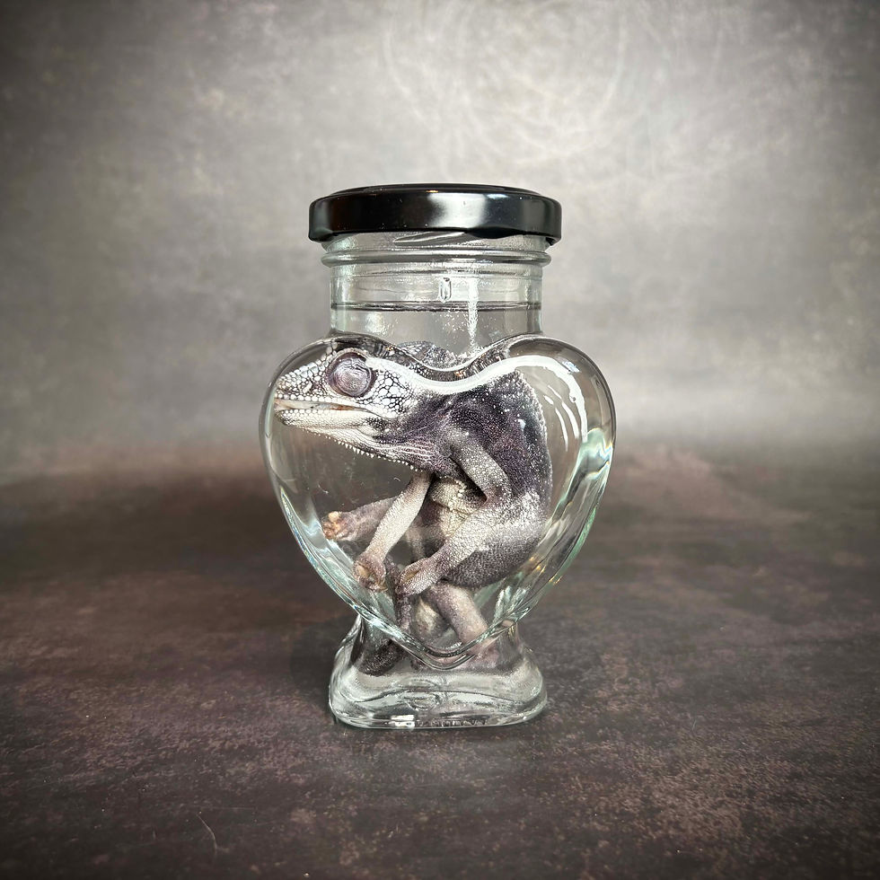 Chameleon in a Heart Jar Wet Specimen