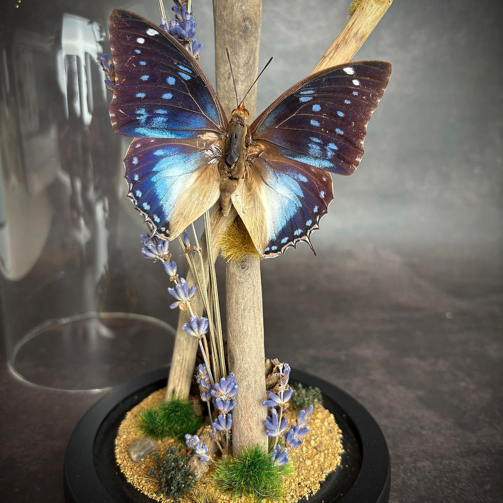 Thumbnail: Blue Spotted Emperor in a Glass dome with natural decor