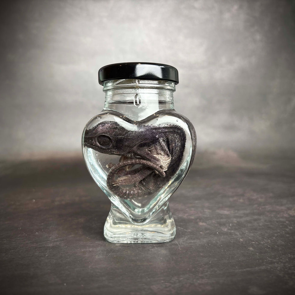 Baby Chameleon Inside a Heart shaped Jar Wet Specimen