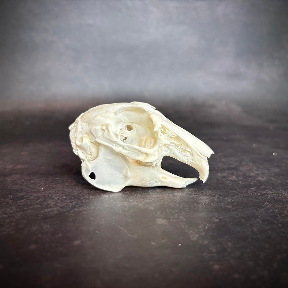 Wild Rabbit Skull