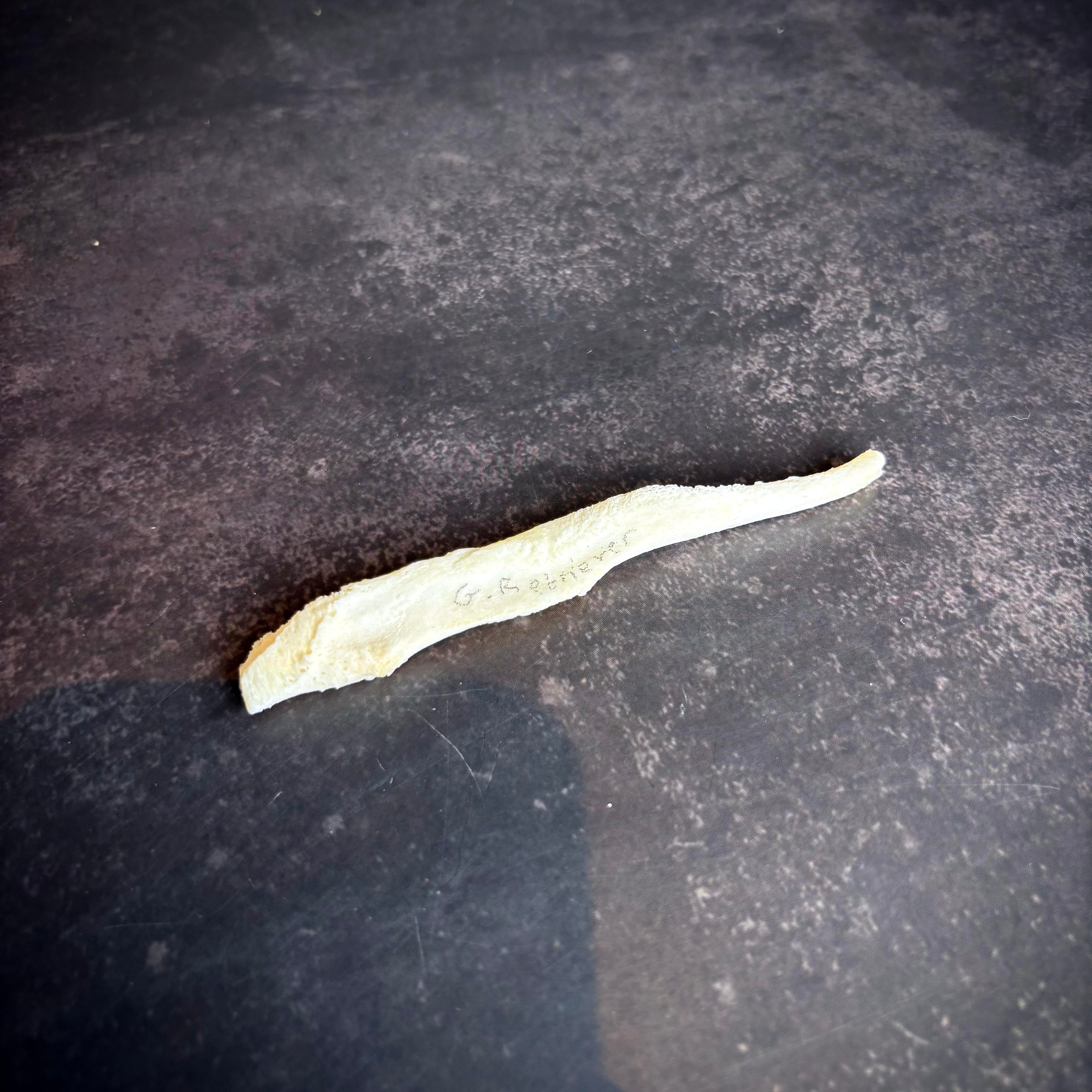 Golden Retriever Baculum Bone