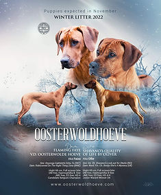 Faiza and Ollie poster.jpeg