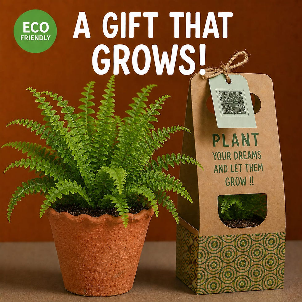 Thumbnail: Boston Fern Plant With Matki