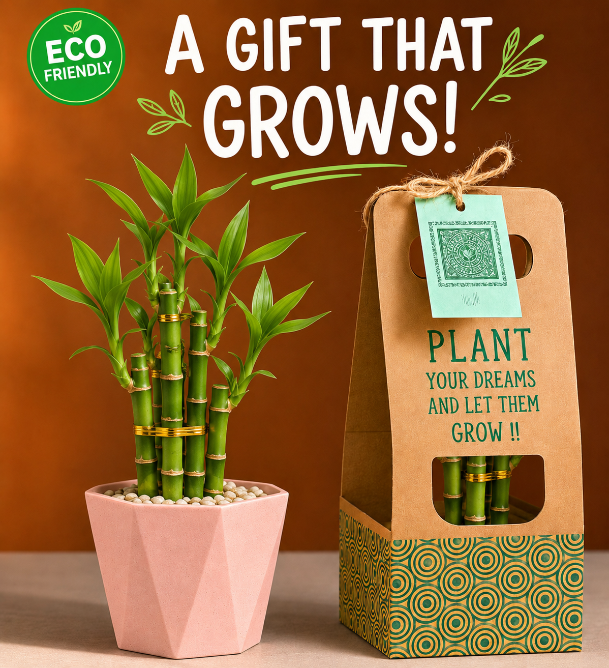 Lucky bamboo Plant With Diamond Pot