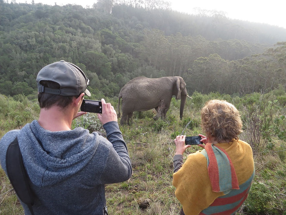 Knysna Elephant Park