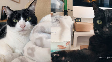 寵物過世了怎麼辦?翡翠森林 寵物生前契約,個別接體及火化服務 - 先幫未來的自己做好準備,時間到就可以專心告別