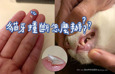貓咪撞斷牙齒怎麼辦?貓牙髓腔外露的拔牙後續照顧、貓鼻腫起來的治療及康復過程紀錄
