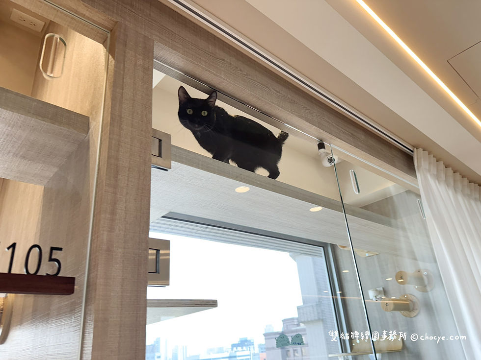 喵吉拉渡假村 台北貓旅館