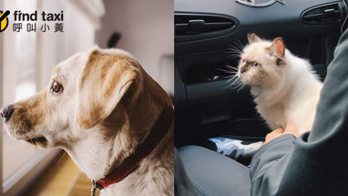 貓狗看診、出遊,交通方式推薦|寵物友善計程車APP「呼叫小黃」,幫寵物找到專屬司機