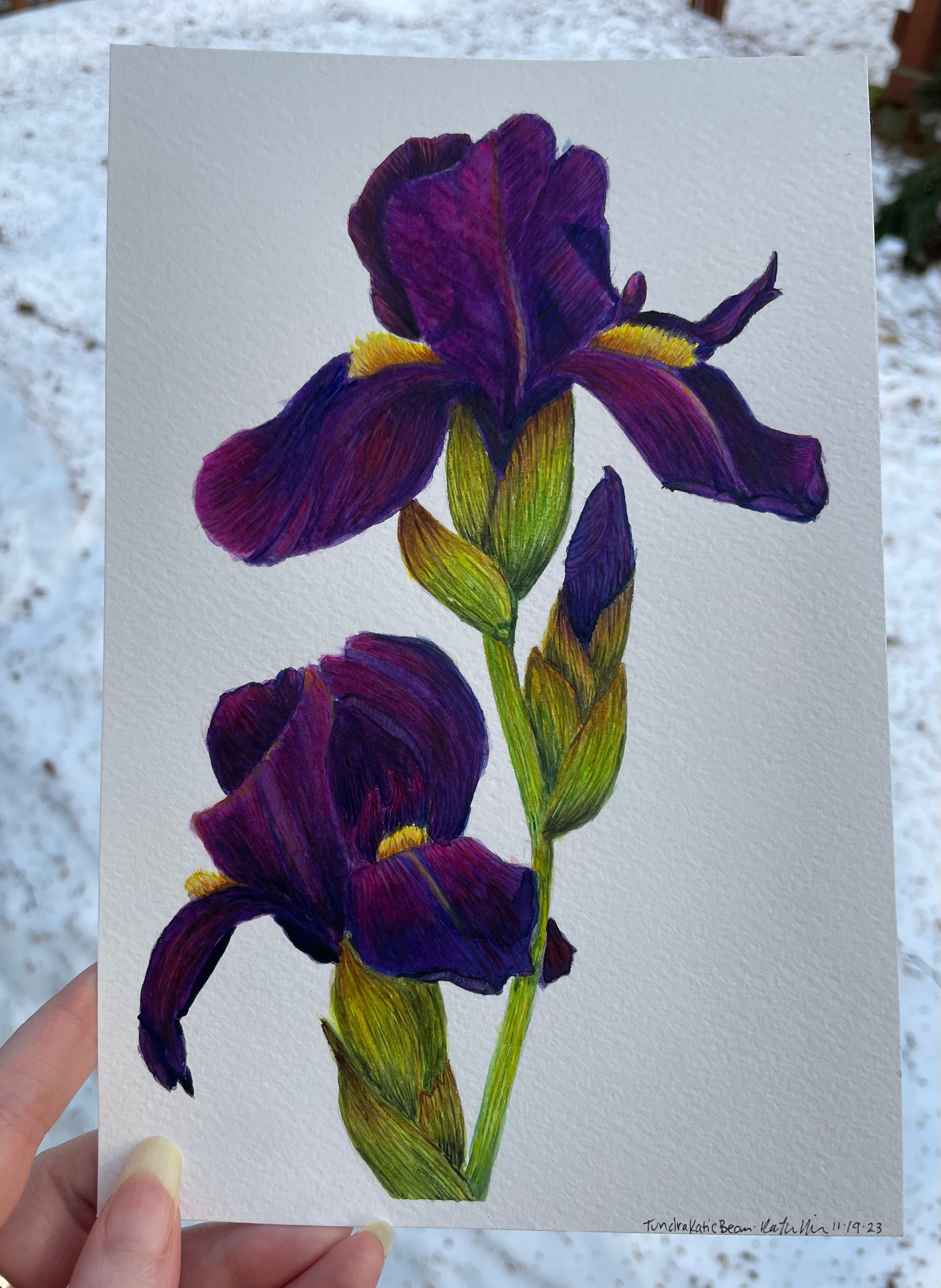 A painting of two dark purple iris blooms with bright yellow beards and one iris bud