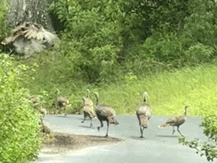 The Eco-Warriors in Feathers: Environmental Benefit of Wild Turkeys