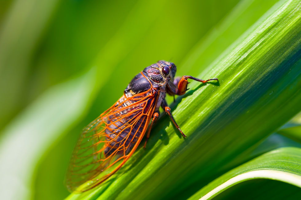 A cicada.