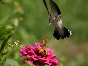 June is National Pollinator Month!