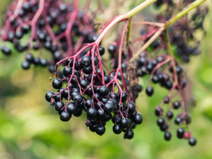 The Impact of Elderberries on Viruses