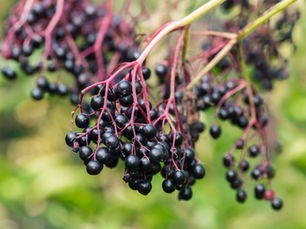 The Impact of Elderberries on Viruses