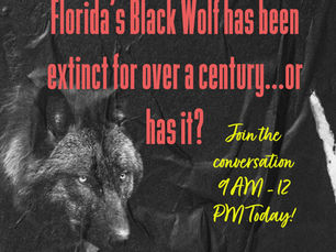 Florida's Black Wolf