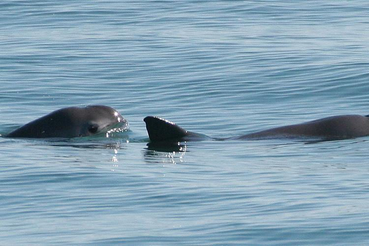 A pair of Vaquitas. Courtesy: NOAA
