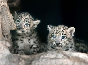 The Race to Protect Florida’s Last Panthers