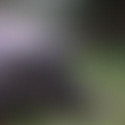 A Floreana Giant Tortoise