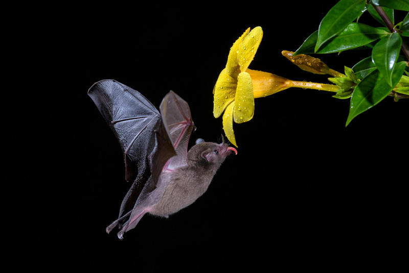 Bat sipping nectar from flower.