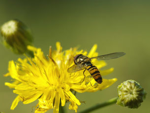 Wasp Reality!
