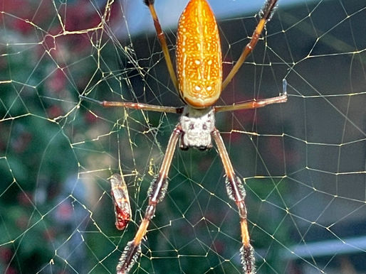 An orbweaver
