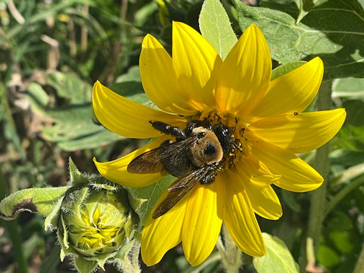 A bee on a flower.