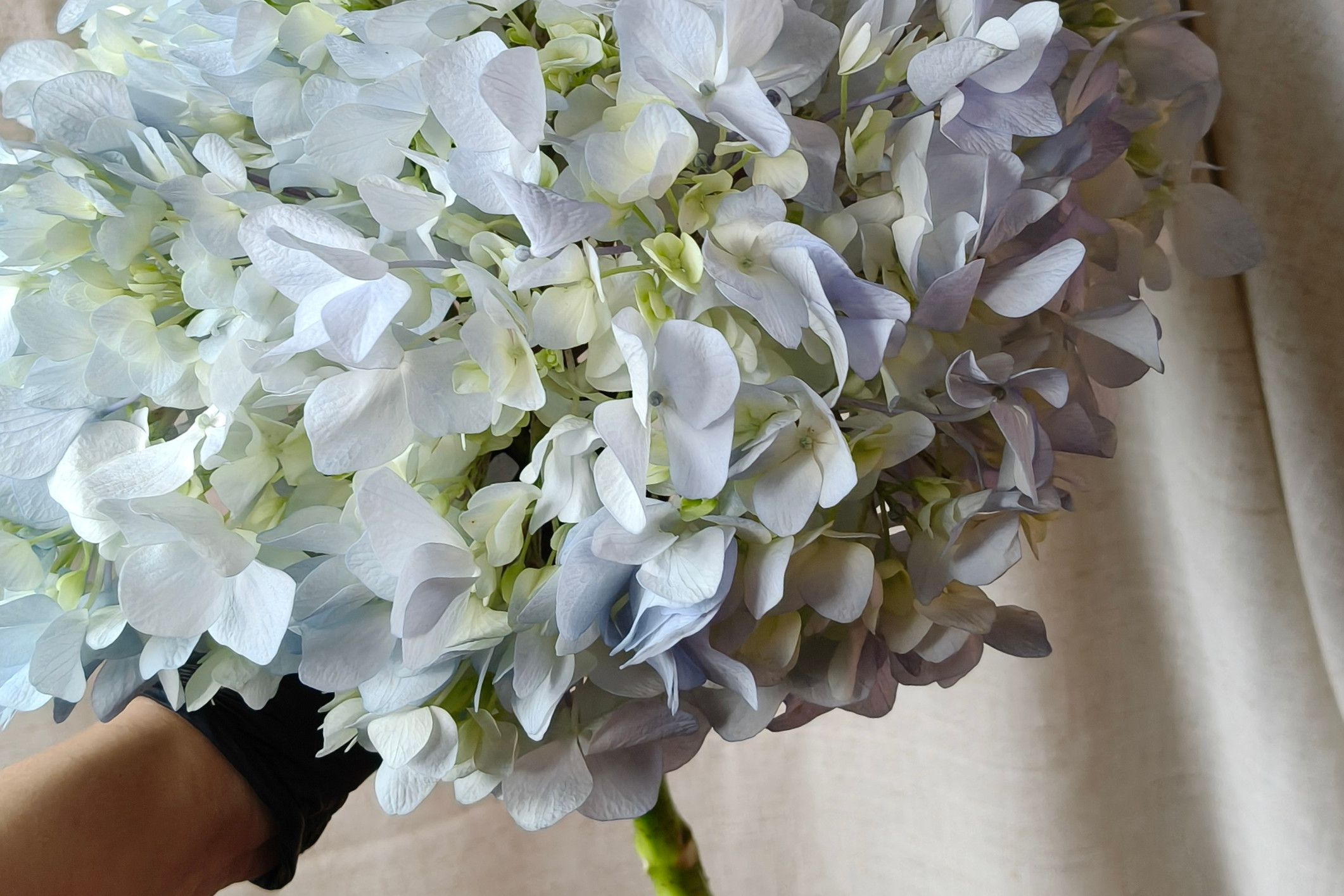 Fresh blue hydrangeas