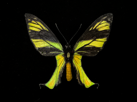 西風鳥翼蝶(Ornithoptera)