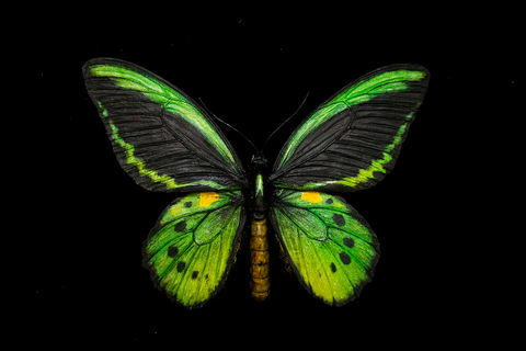 凱恩斯鳥翼鳳蝶(石冢鳥翼鳳蝶) Ornithoptera euphorion (Gray), 1852,