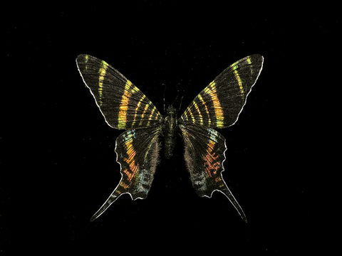 斯氏燕蛾(Urania sloanus )Sloane's urania 2025/05