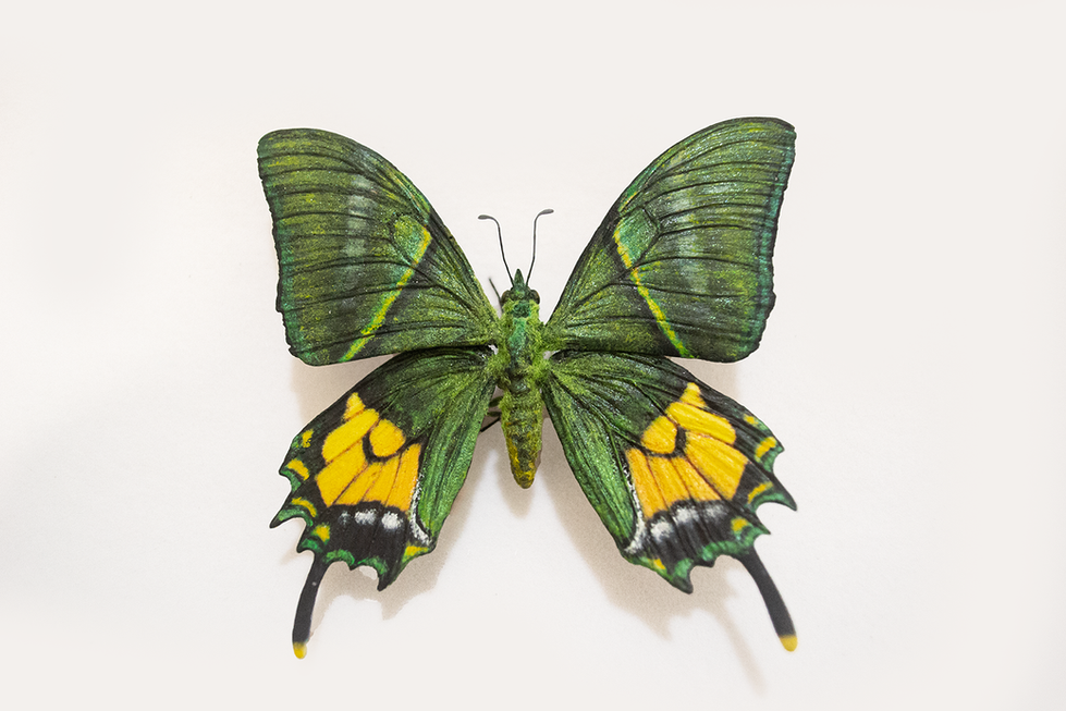 金斑喙鳳蝶/Teinopalpus aureus