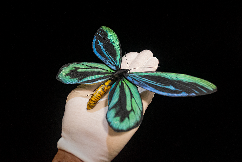 サムネイル： 亞歷山大鳥翼鳳蝶-仿真模型│Queen Alexandra's birdwing_Realistic specimen 的副本