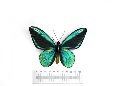 黃點鳥翼鳳蝶(奧比鳥翼鳳蝶) Ornithoptera aesacus Ney, 1903,