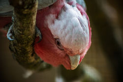 Ornithologie (Villard les Dombes 01)